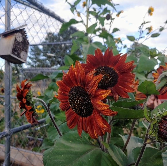 Meet your Posher, Victoria - Picture 4 of 16